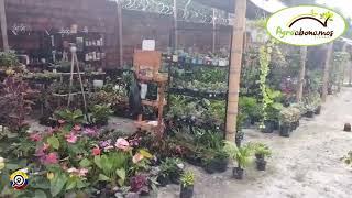 Vivero Agroabonamos