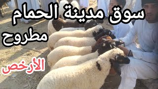 تقرير شامل من سوق مدينة الحمام بمطروح للأغنام البرقي ((خرفان قنية ولحم - ونعاج عشار ووالد))..