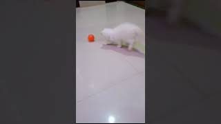 persian Cat 🐈 Playing With Ball 🏀 🏀 Shorts