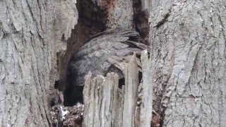 Great Horned Owl and Owlet