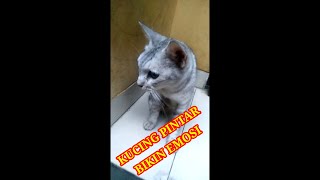 KUCING PINTER BIKIN KESEL#shorts