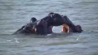 Hippos.. fighters or lovers?