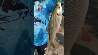 rohu fish jk fishing 91 #hunting #baitcasting #jk #fishing #rohu_fish_curry