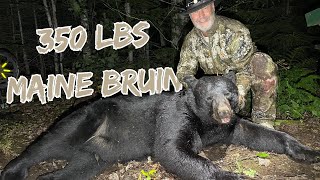 Flop Top The Target Bear // Northern Maine Black Bear Hunting Over Bait // 2023