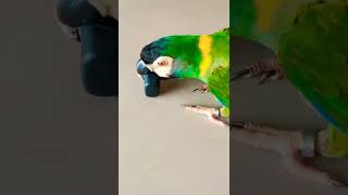 Smartest pet parrot removes treats from a earplug case | Pneuma the macaw finds her seeds