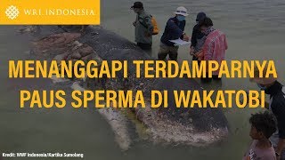 Menanggapi Terdamparnya Paus Sperma di Wakatobi