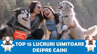 15 lucruri uimitoare despre caini!