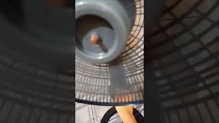 ventiladores de parede coluna Britânia mega turbo Ventisol 60cm 40cm #fan #shortvideo