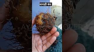 वराही कंद।पोष्टिक बल्य ।Collection of varahi kand #medicineherbs #medicinalplant #ayu #ayureel