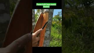 Cara Memanen Kulit Kayu Manis Kerinci Panen Traditional Cinnamon Tree in Jambi Indonesian