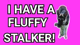 I Have a Fluffy Stalker!