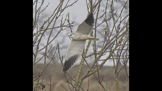 Gleitaar _  Ein seltener Gast aus Afrika verirrt sich an die Elbe bei Dommitzsch _ #Vogelbeobachtung