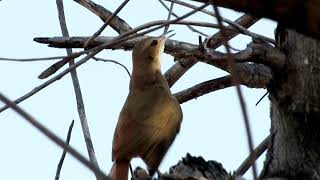 CANTO DO JOÃO DE BARRO (Furnarius rufus)