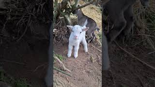 chevreaux à la ferme !