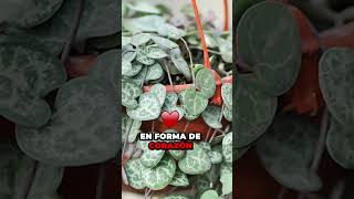 4 Plantas Invencibles para Tu Hogar: Pothos, Jazmín, Collar de Corazones, Dracaena Lemon 🌿 | Parte 6