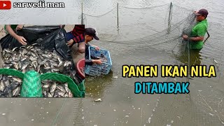 PANEN ikan di Tambak || Panen nila || tambak ikan