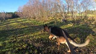 German shepherd on walk. Eros på tur. 19.10.2024. still you tubes most boring video part 1