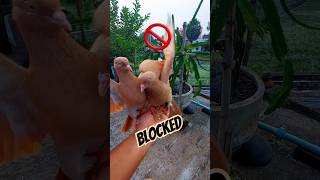 One Pigeon Lands to Eat, Another Gets Blocked #pigeon #birds #pets #shorts