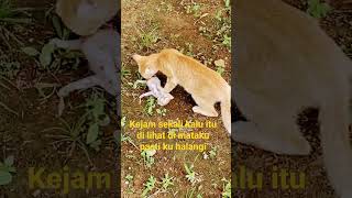 kenapa kucing ini memakan anaknya