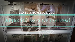 After 145 days of fasting! - Gorby Exotics Vlog 17