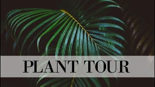 Plant TOUR 🌱 OMBRETTA