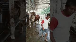 Monster nya keluar gais... 🔥🔥🔥 #farm #fyp #cow  #short #monster #shorts