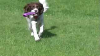 Springer Spaniels having fun Padsa and Pluto