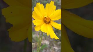 Beautiful Yellow Coreopsis【美しい黄色のオオキンケイギク】#flowers#coreopsis#plant#nature#shorts