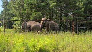 The Elephant Sanctuary | Tarra and Sissy Reunite with Vocalizations