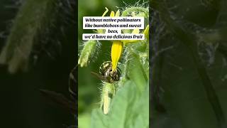 Bumblebees are use buzz pollination, leading to more fruitful harvests #bees #food #pollination