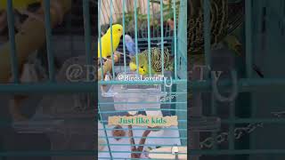 Smart and lovely little budgies #part-1