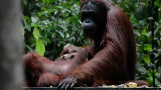 Bornean orangutans are highly sexually dimorphic part 1