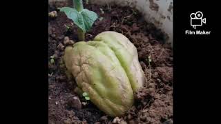 Potager Chayotte Chouchou Jardin Decembre Legumes