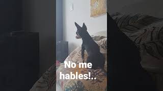 No me hables!.. #colombia #hazmeviral #arjona #tiktok #cartagena #reels #kwai #mascotas #usa