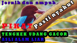 Tengkek udang gacor asli alam liar,UNTUK PIKAT DAN MASTERAN PALING AMPUH