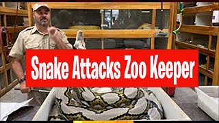 Snake Attacks Zoo Keeper