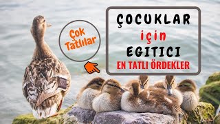 EN TATLI ÖRDEKLER I ÖRDEK VİDEOLARI I YAVRU ÖRDEKLER I #yavruördek #ördek #hayvanlar #ördeksesi