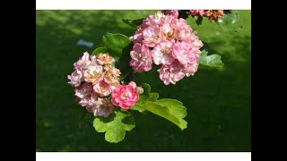 ACEROLO o BIZCOBO  (Crataegus azarolus)