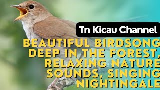 BEAUTIFUL BIRDSONG DEEP IN THE FOREST, RELAXING NATURE SOUNDS, SINGING NIGHTINGALE | SIKATAN LONDO