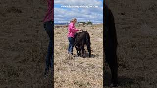 harlee #cowlover #AATcows #farmlife #babycow