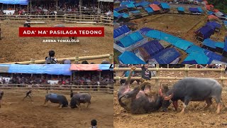 TEDONG SILAGA DI ARENA TOMALOLO