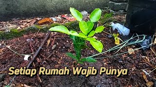 daun jeruk purut kegemaran warga dapur butuh gak butuh tapi perlu