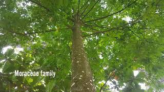 Antiarus toxicaria alias Ipuh or Bark Cloth Tree