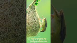 Awesome bird nesting scene। Tilawat Sura Mulk