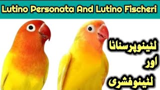 Lutino Fishri And Lutino Personata Mein Difference Aur Inke Pairing Results #lovebirds #birds