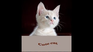 Cute cat videos for cats to watch ! Cute kittens doing funny things.schattige katten filmpjes.