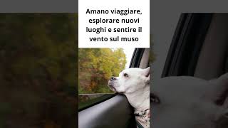 Il Miglior Compagno di Viaggio Il Tuo Cane!#shorts#amicifelini #luanaspiritopositivo#curiosità#cute