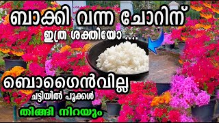 ഇന്ന് വീട്ടിൽ ചോറ് ബാക്കി ഉണ്ടോ?? തിങ്ങി നിറയും /flowering tips /malayalam