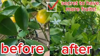 secret to have more calamansi fruits in a pot / result of pruning / Fall season in Germany