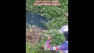 Mancing Dikubangan Hampir Kering Airnya / Fishing in Wild Puddle #Shorts